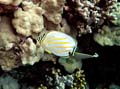045 Ornate Butterflyfish